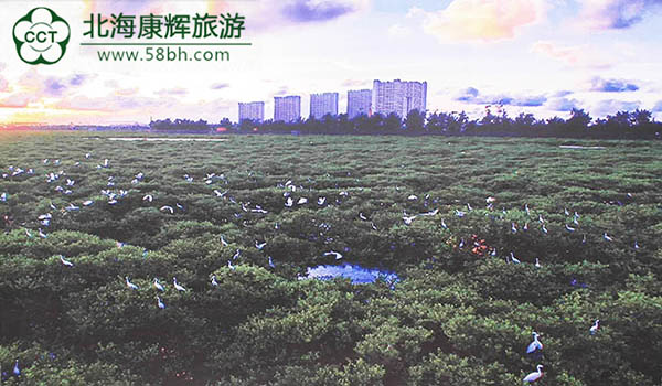 北海紅樹林門票一個人要多少錢？